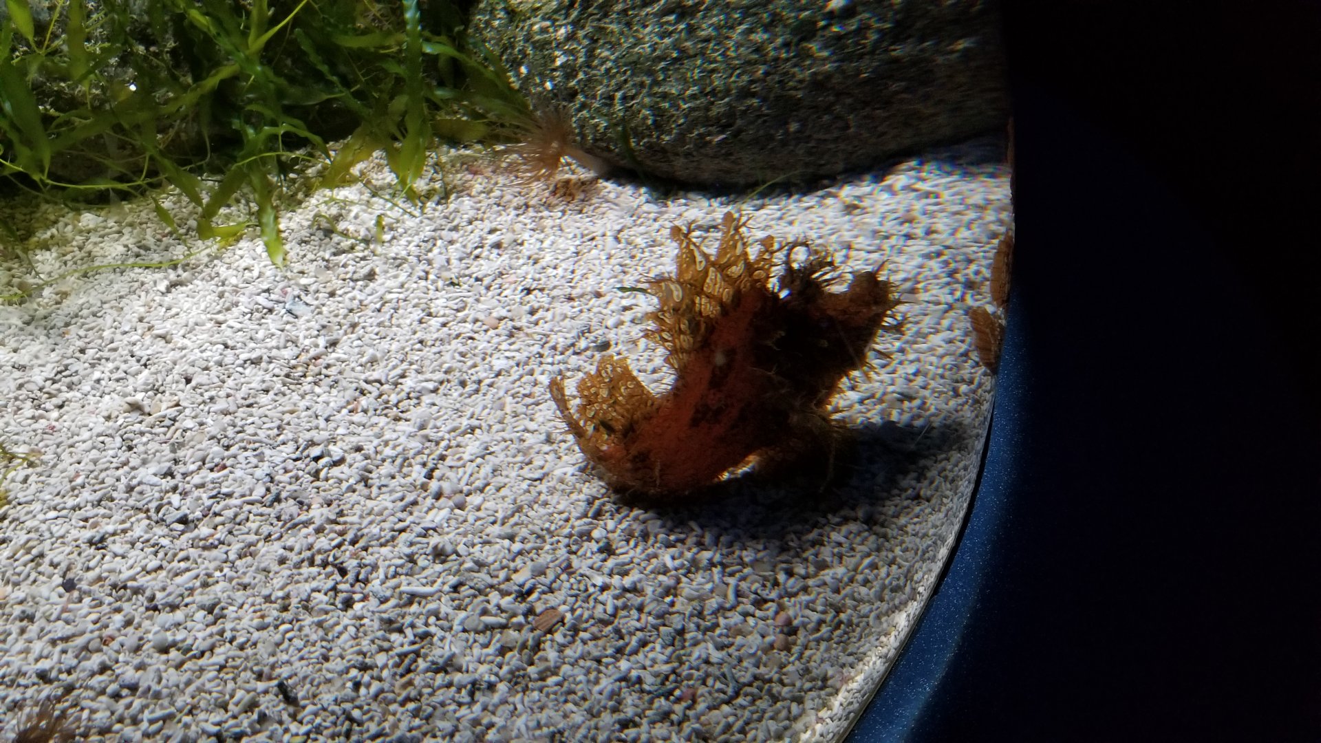 Aq of the Smokies - Weedy scorpionfish