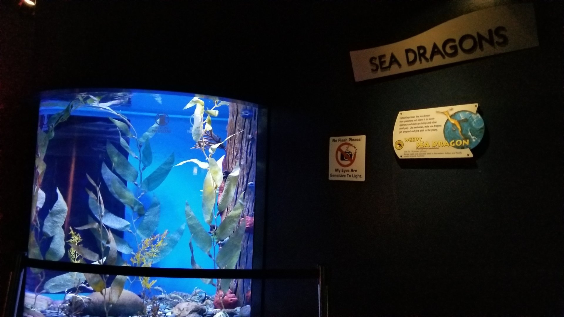 Aq of the Smokies - Weedy Seadragon