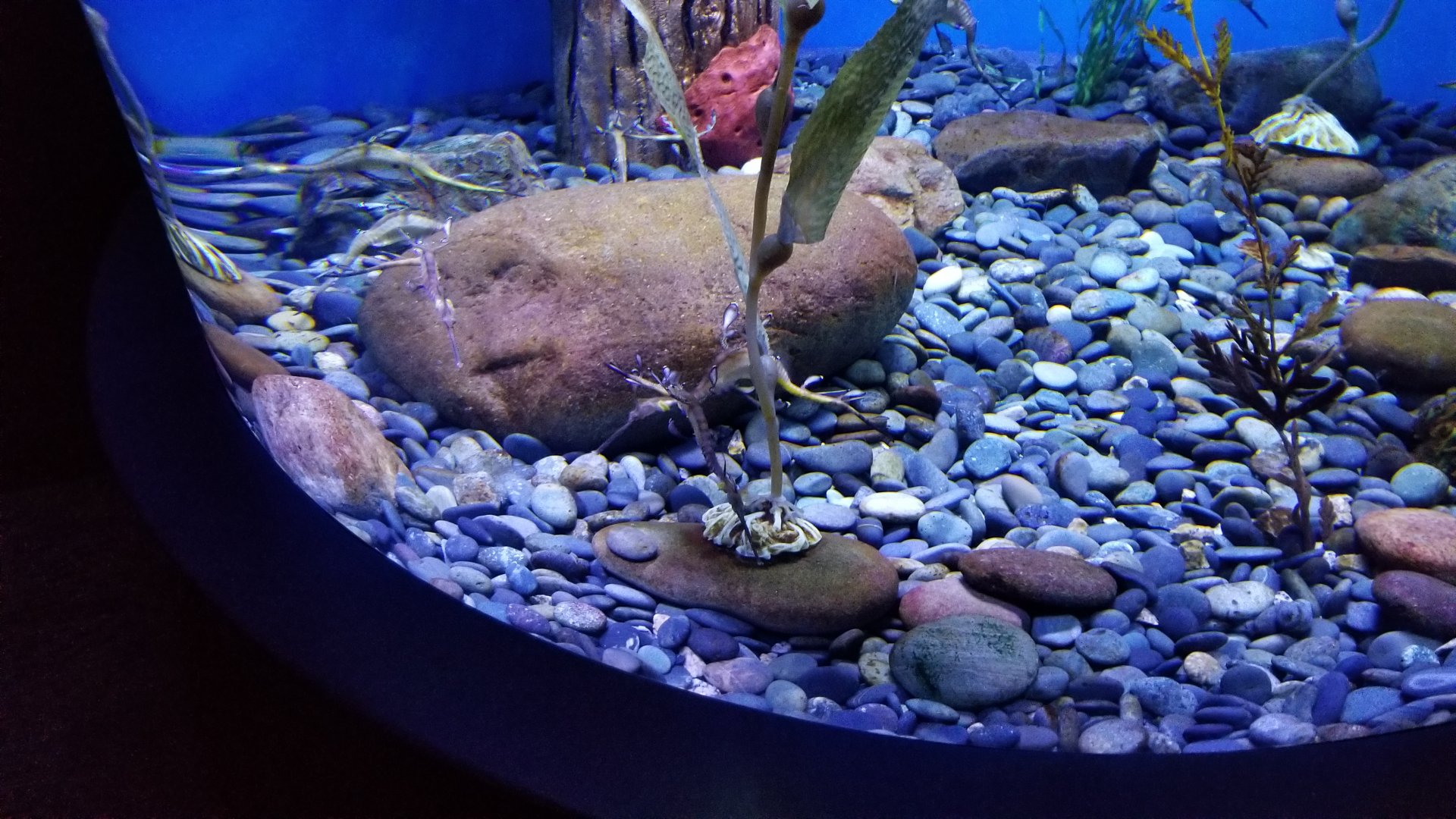 Aq of the Smokies - Weedy Seadragon