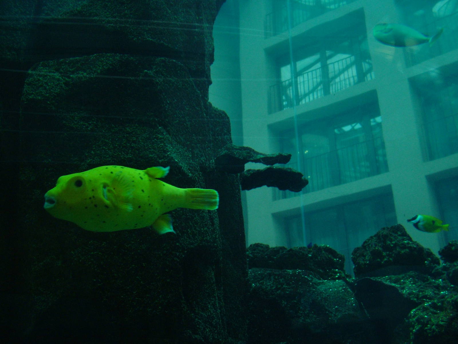 Aqua-Dom at SeaLife Berlin, 05/09/11