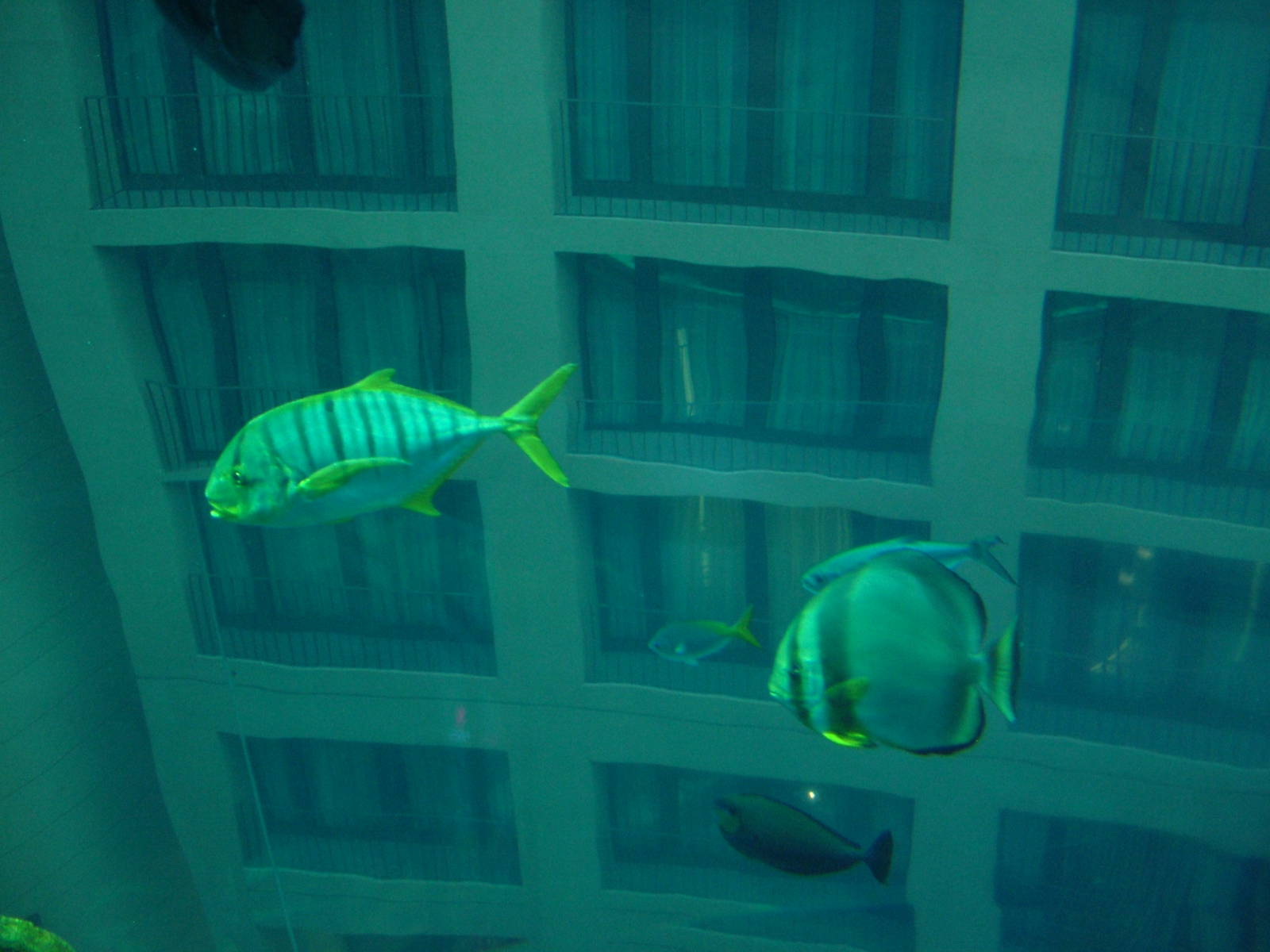 Aqua-Dom at SeaLife Berlin, 05/09/11