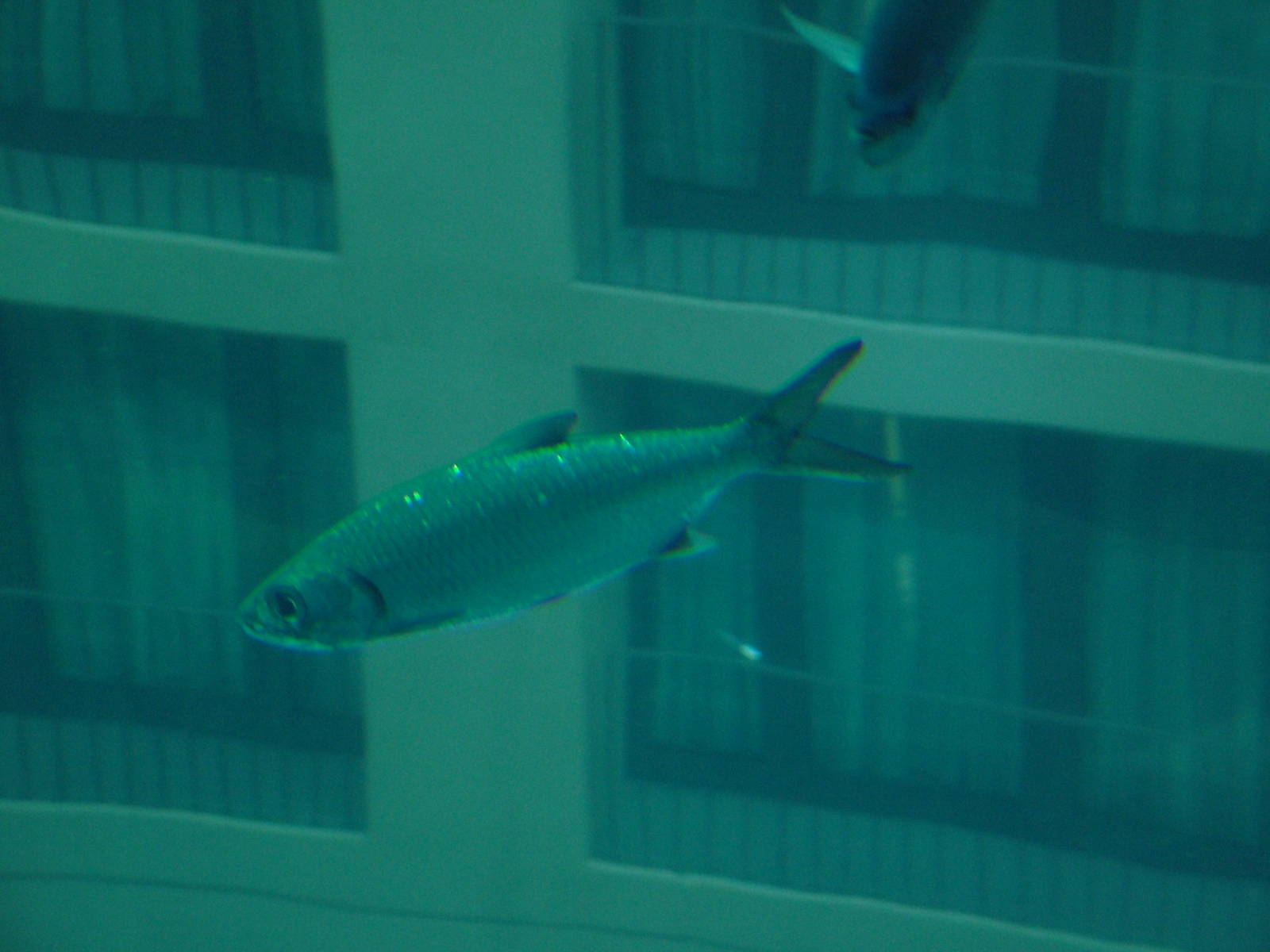 Aqua-Dom at SeaLife Berlin, 05/09/11