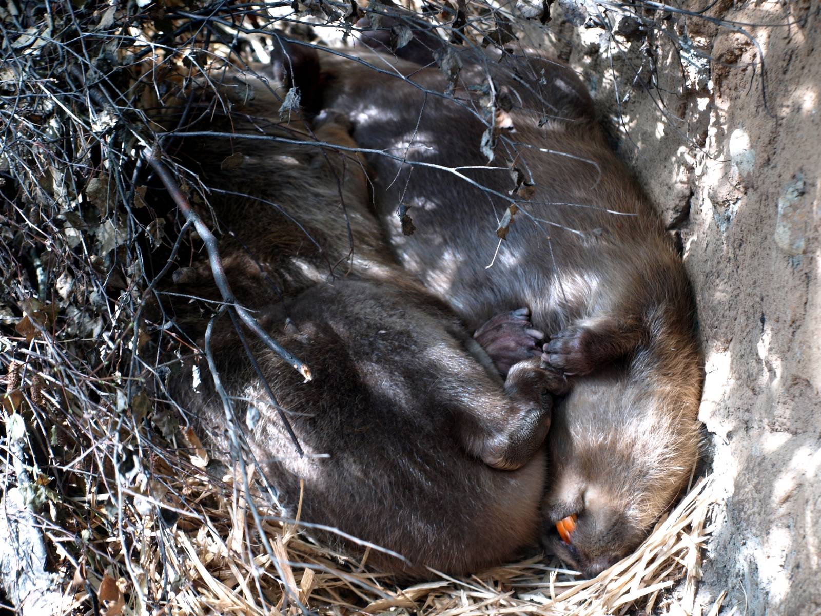 AQUA - European beavers