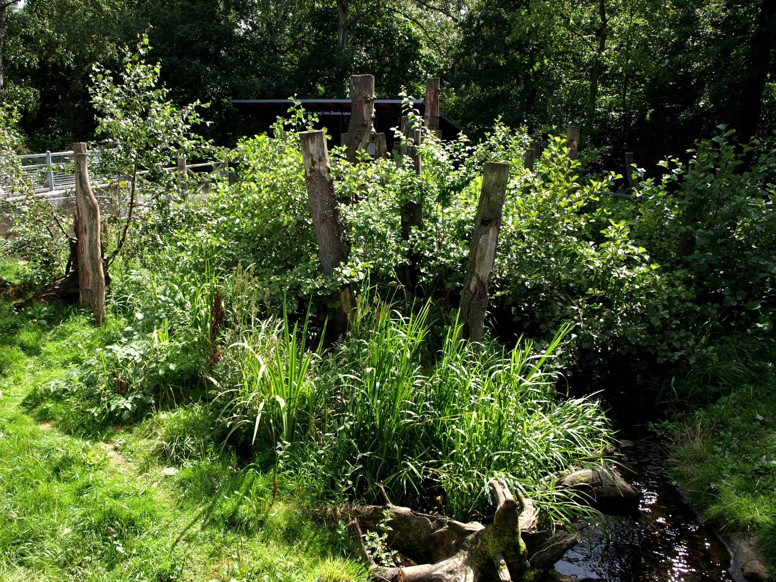 AQUA - Raccoon exhibit