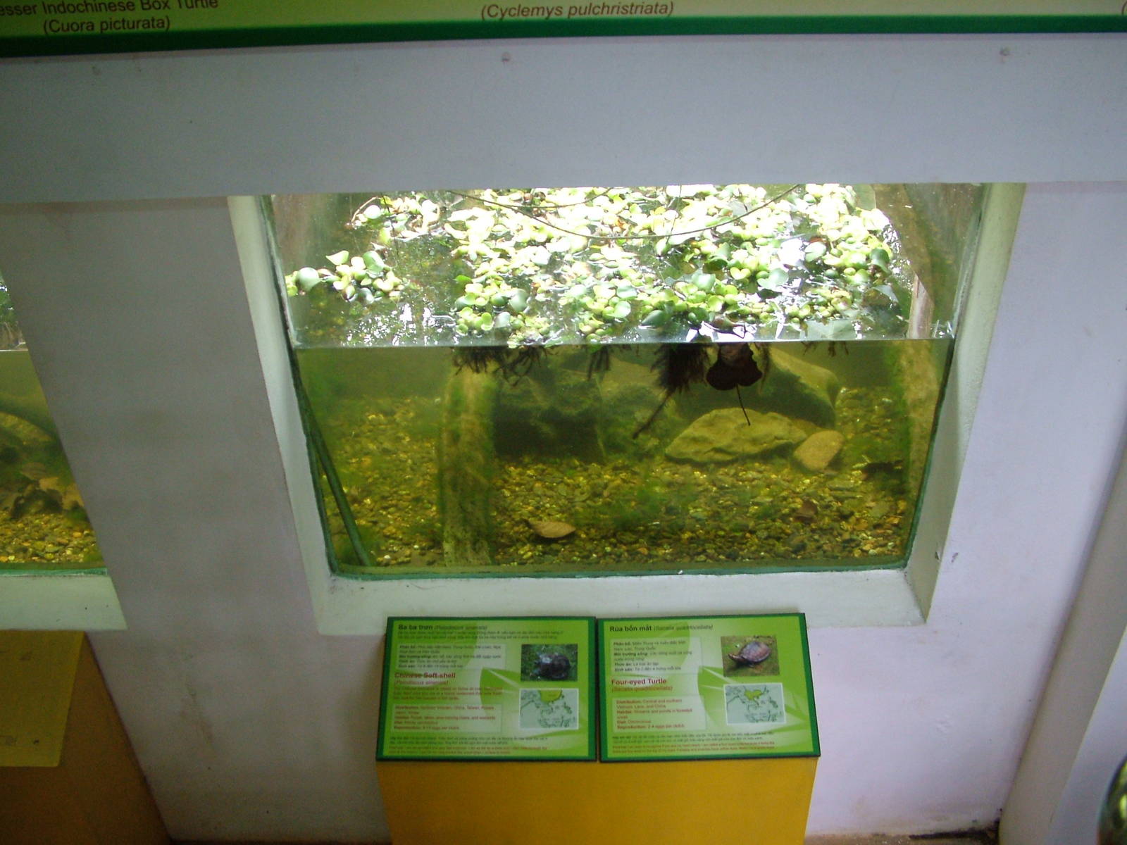Aqua-Terrarium at the Turtle Centre, Cuc Phuong, 10/03/12