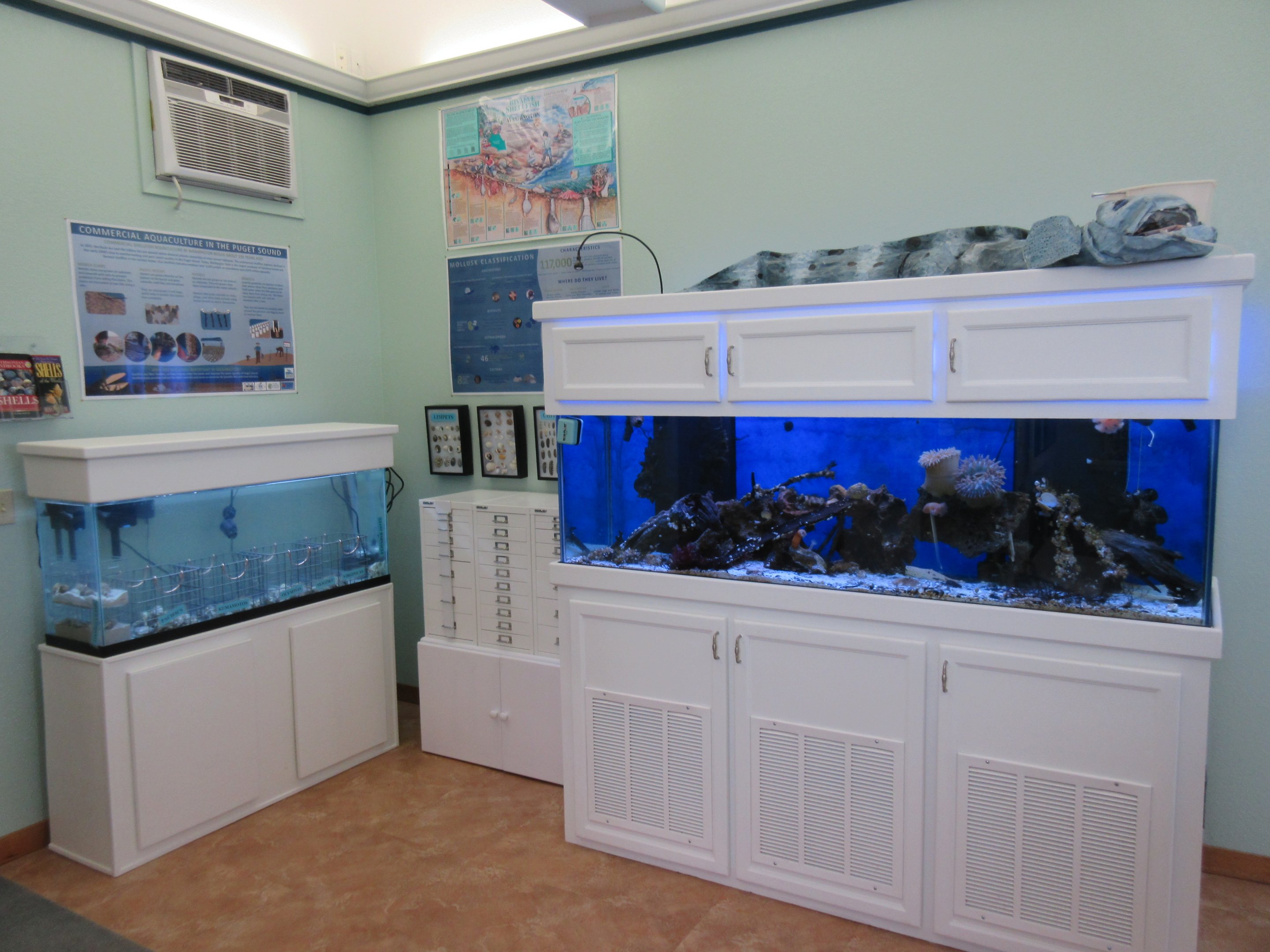 Aquaculture Tank (left) and Assorted Local Species Tank (right)