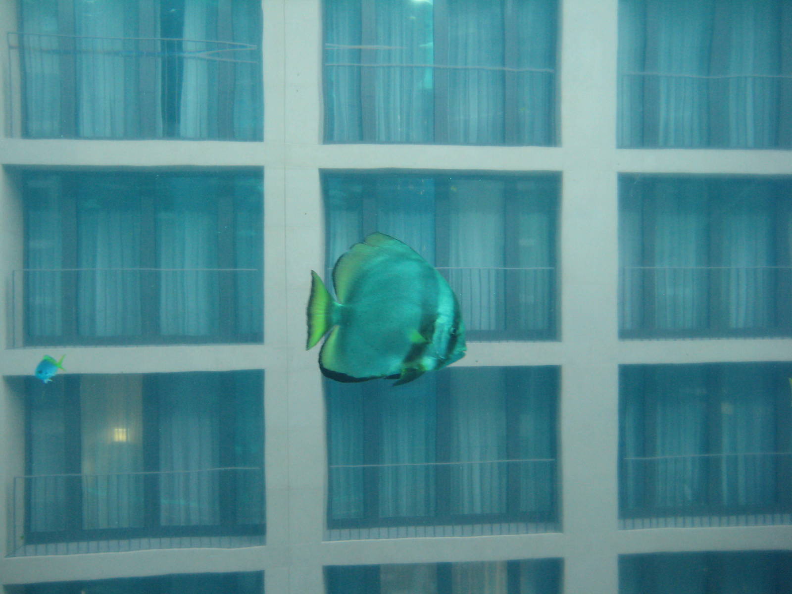 Aquadome Berlin, Bat fish