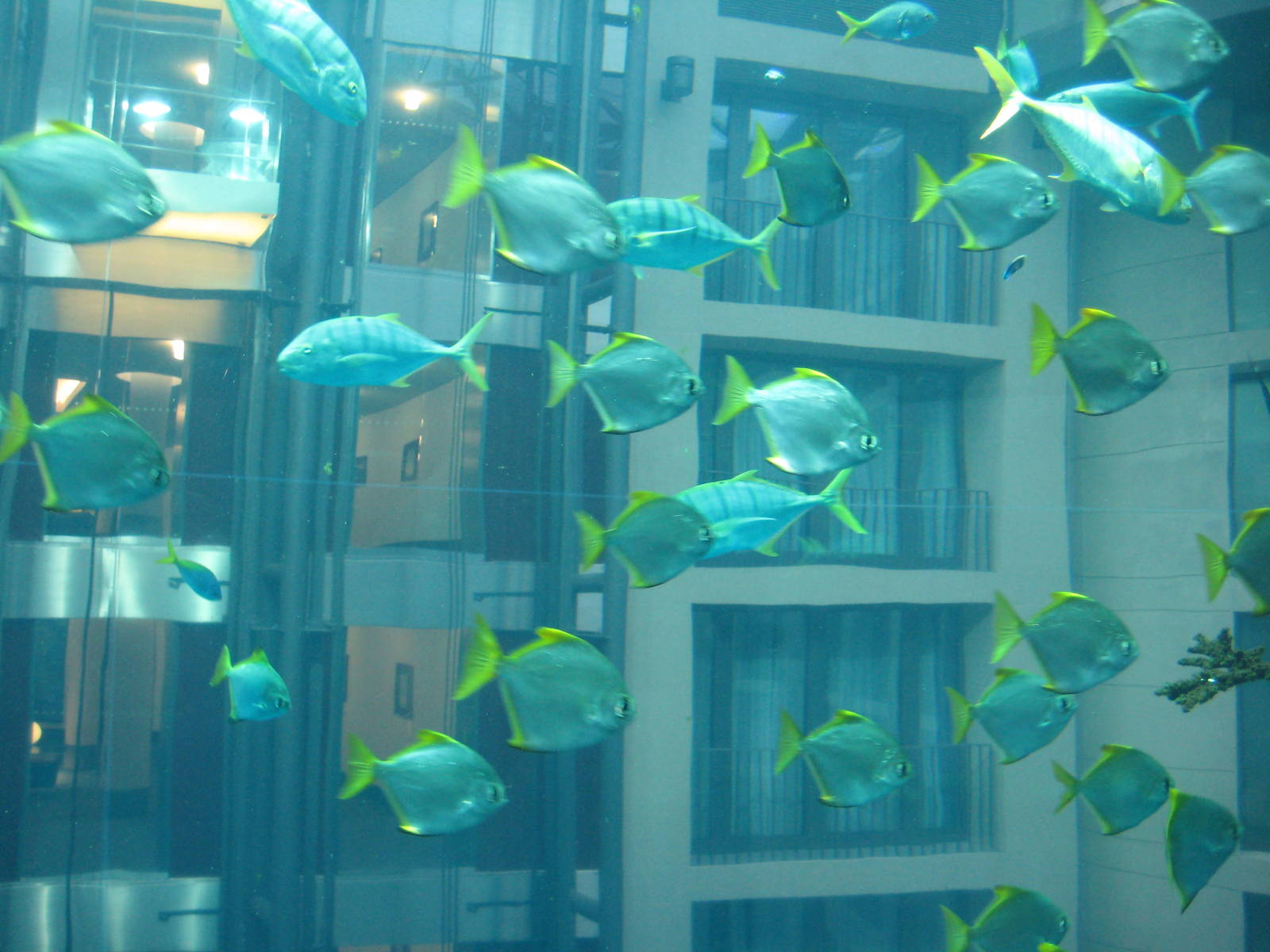 Aquadome Berlin Fishes