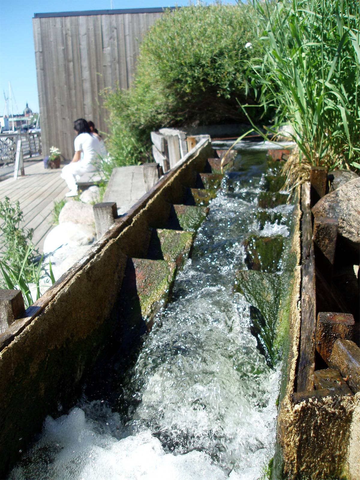 Aquaria - Salmon Ladder