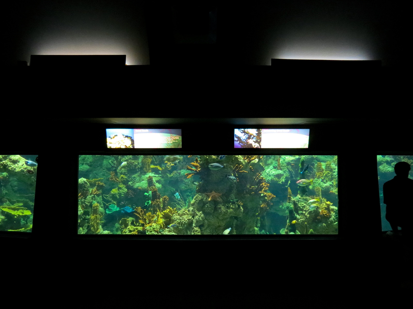 Aquaria: World of Fishes - Coral Reefs Exhibit