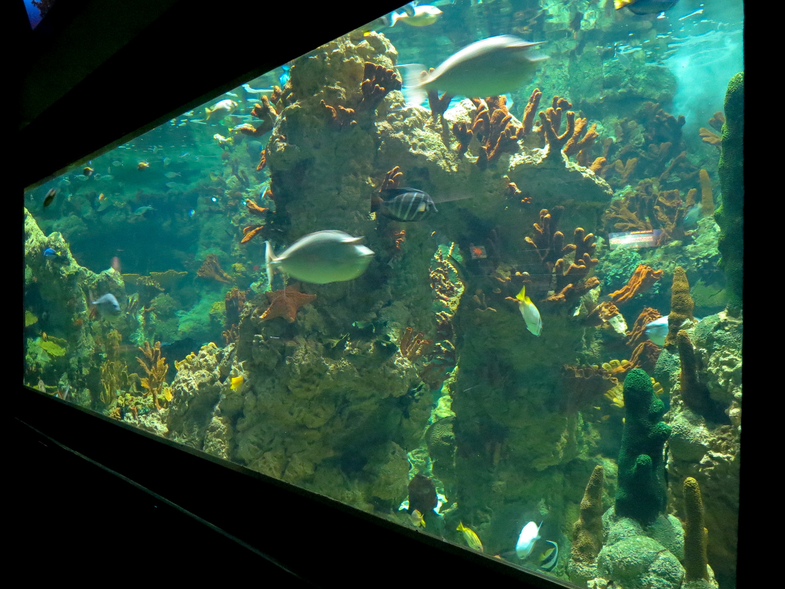Aquaria: World of Fishes - Coral Reefs Exhibit