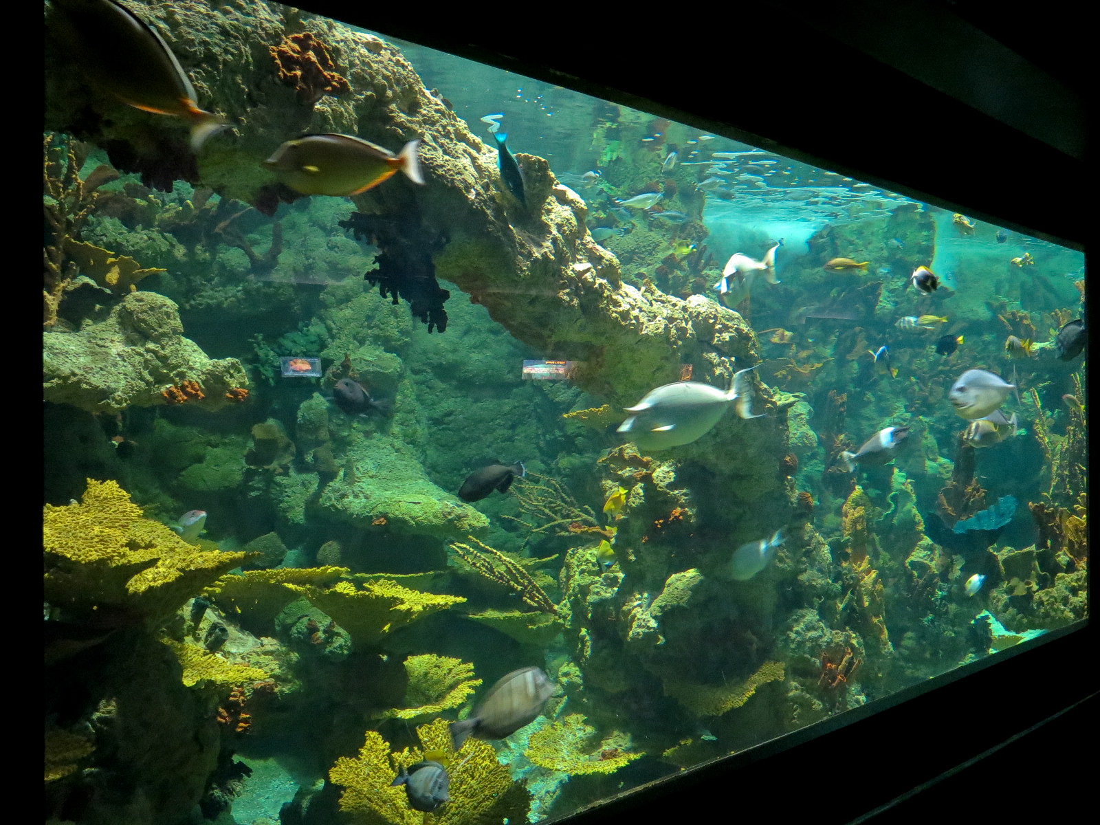 Aquaria: World of Fishes - Coral Reefs Exhibit