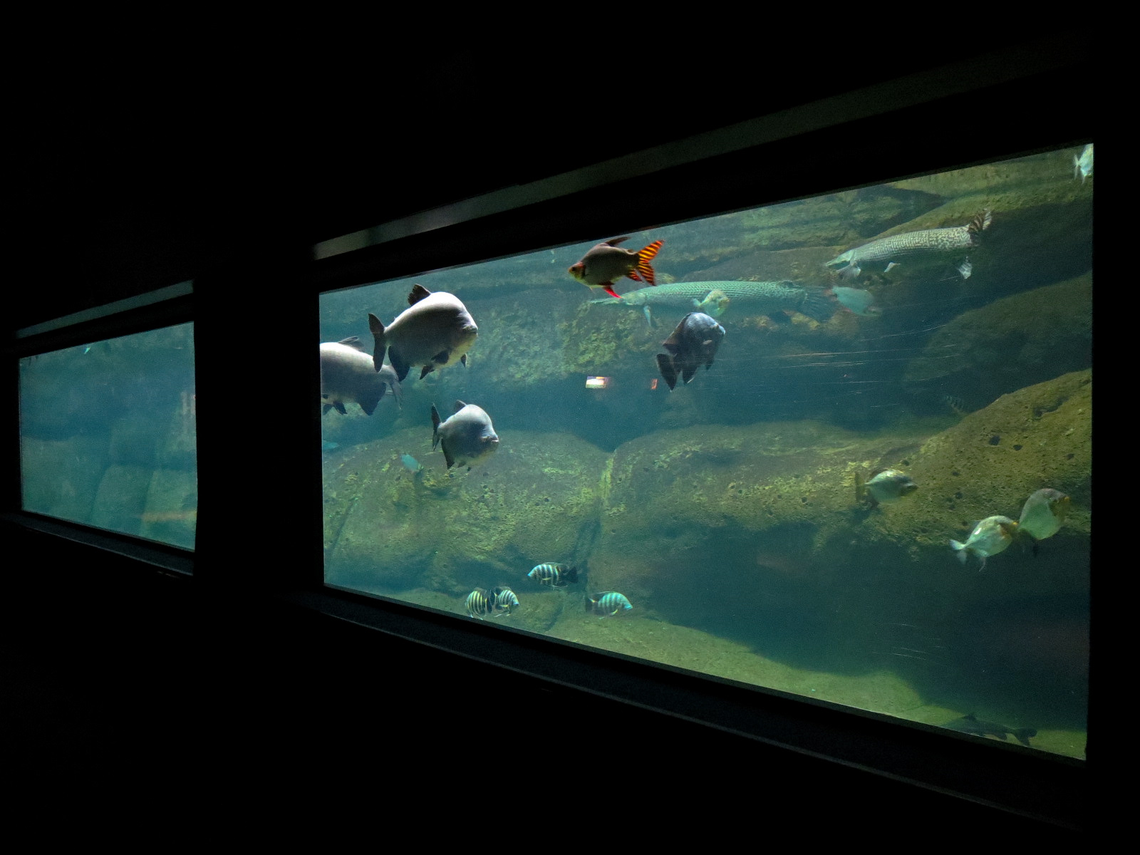 Aquaria: World of Fishes - Game Fishes Exhibit