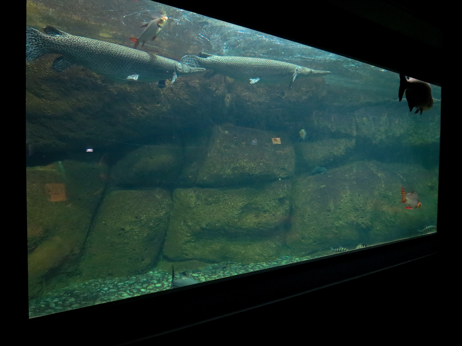 Aquaria: World of Fishes - Game Fishes Exhibit