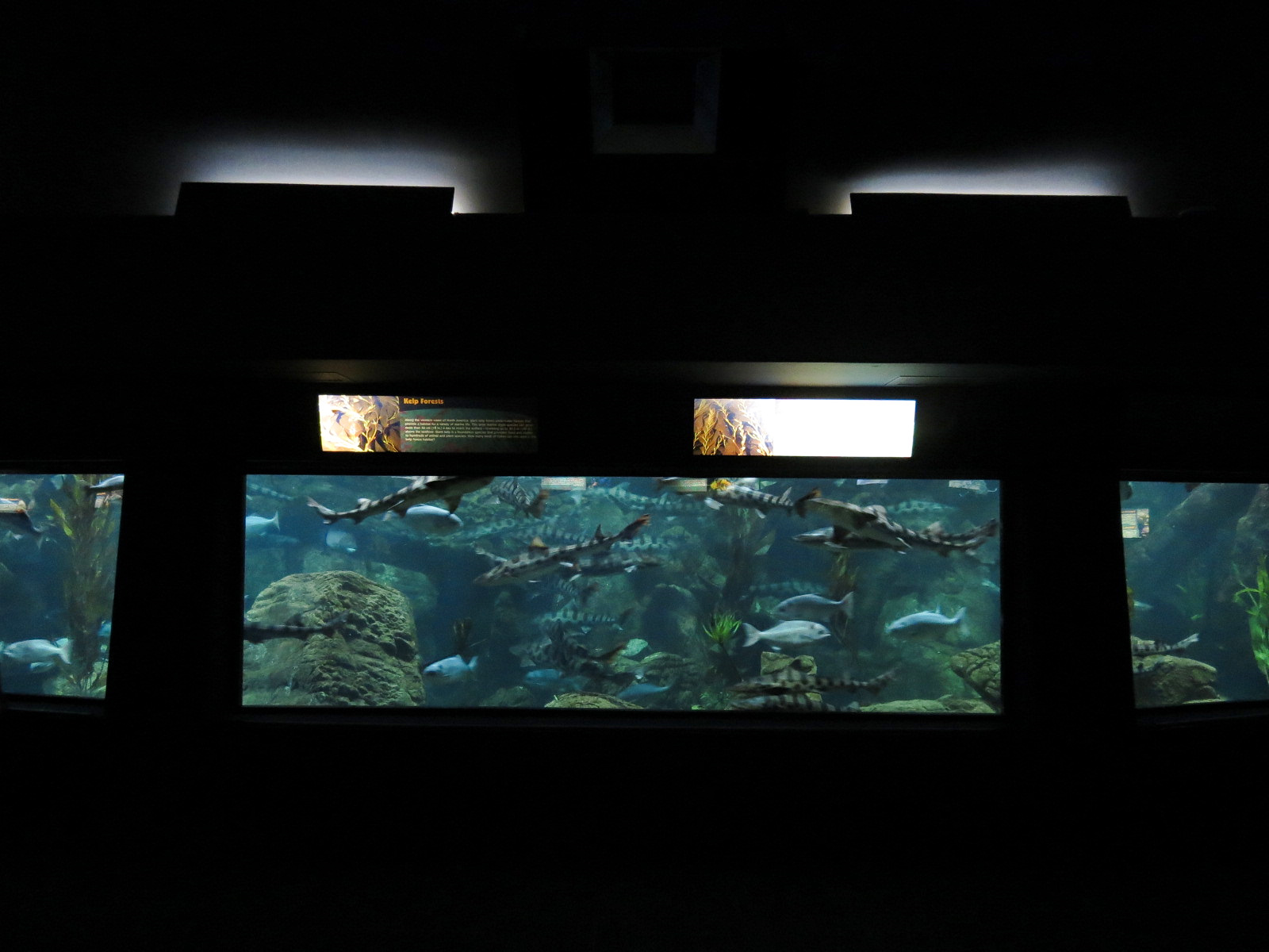 Aquaria: World of Fishes - Kelp Forests Exhibit