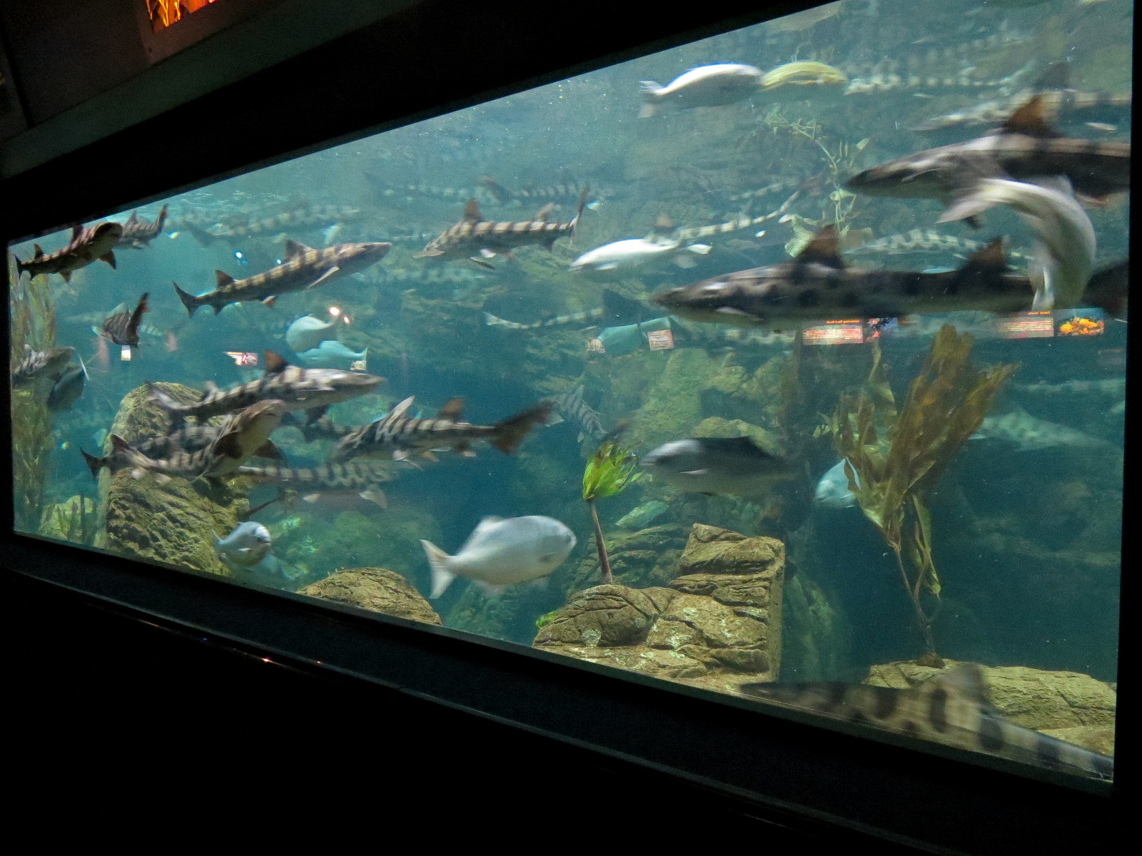 Aquaria: World of Fishes - Kelp Forests Exhibit