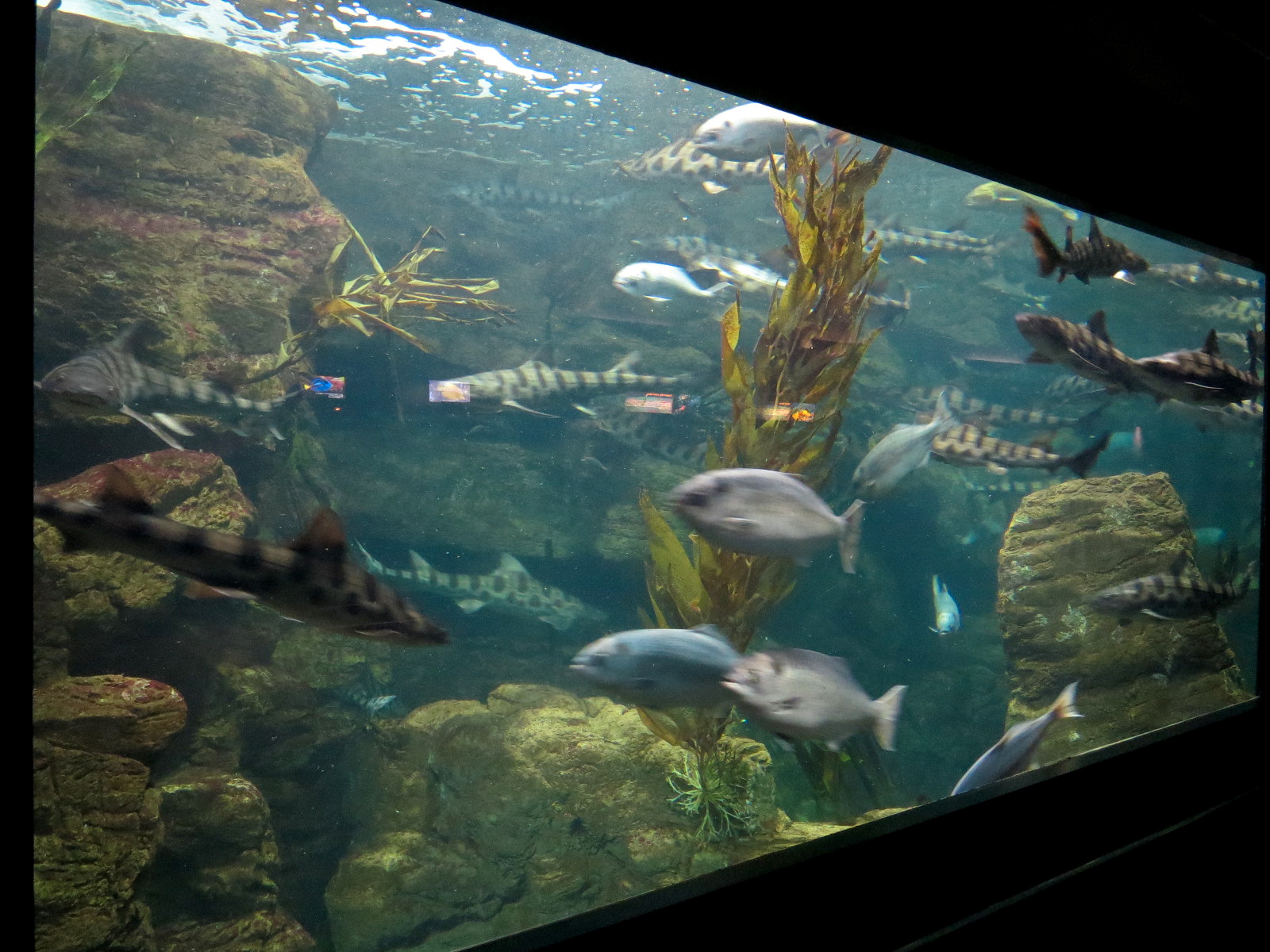 Aquaria: World of Fishes - Kelp Forests Exhibit