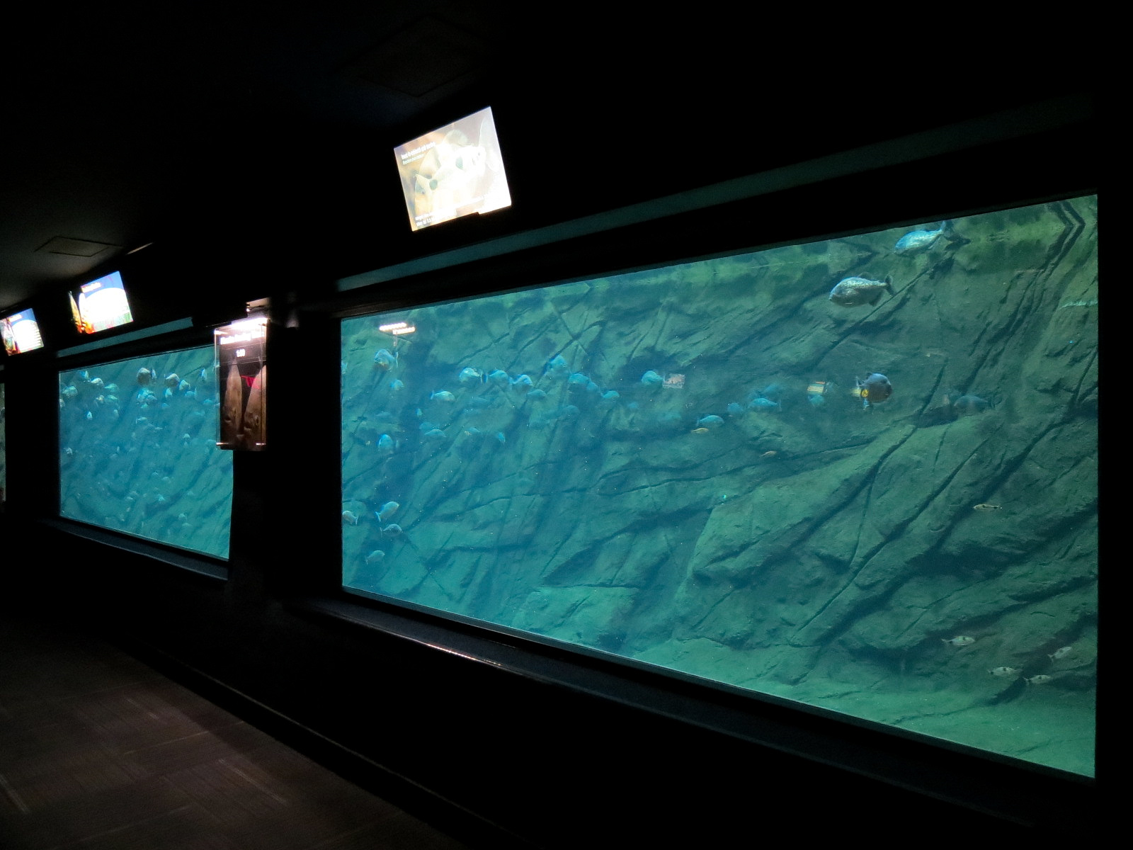 Aquaria: World of Fishes - Red-bellied Piranha and Buck-toothed Tetra Exhib