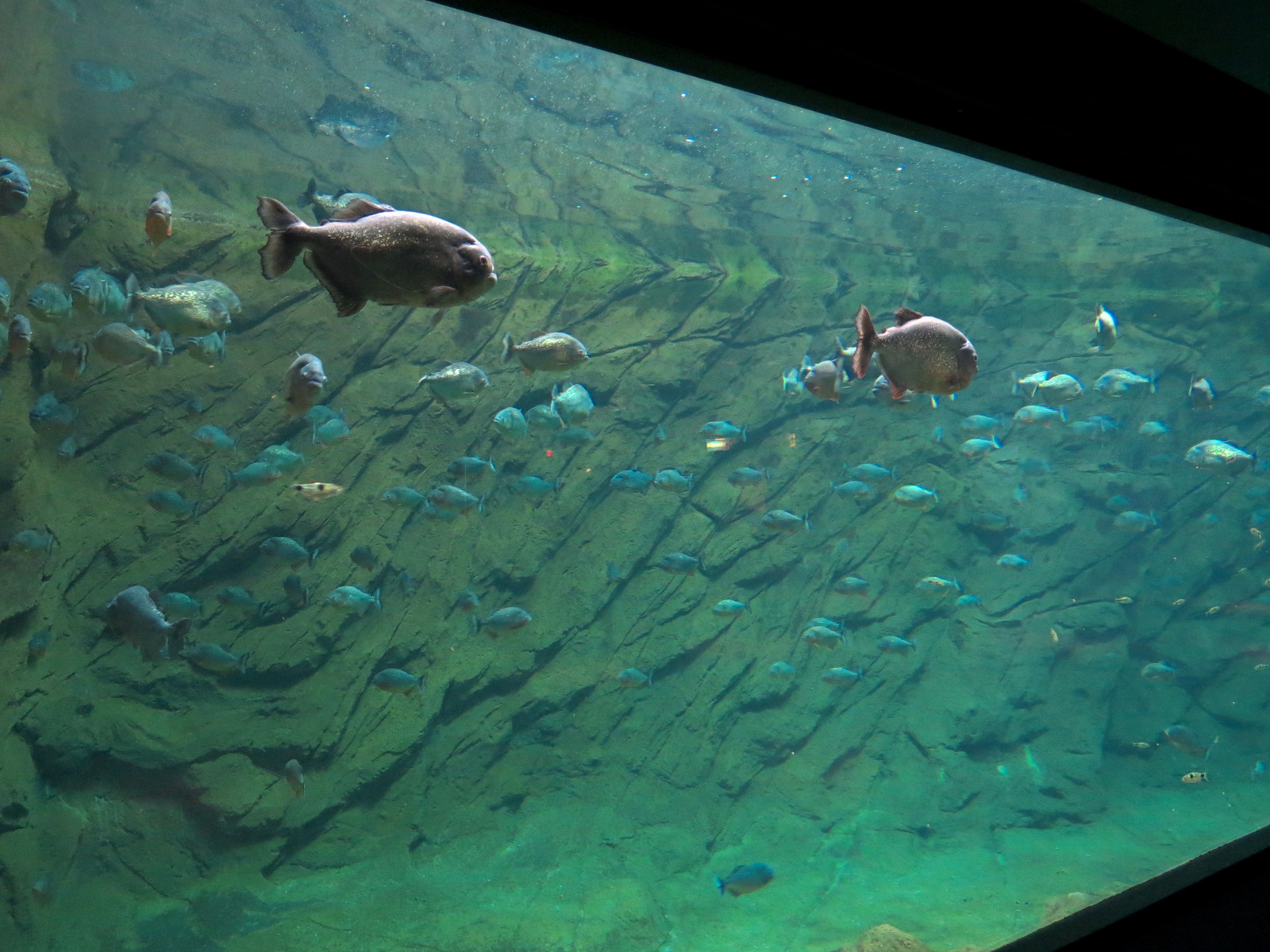 Aquaria: World of Fishes - Red-bellied Piranha and Buck-toothed Tetra Exhib