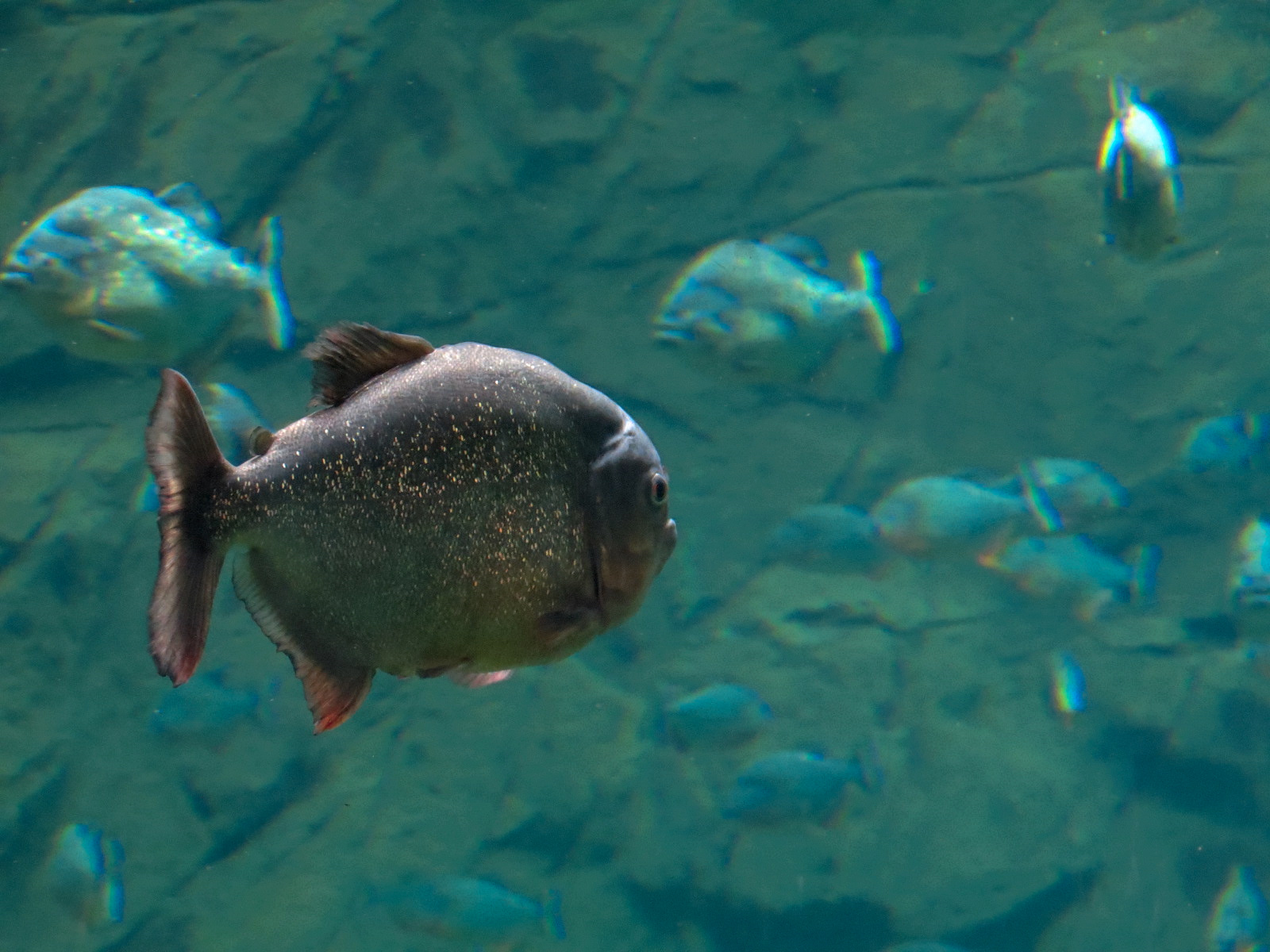 Aquaria: World of Fishes - Red-bellied Piranha and Buck-toothed Tetra Exhib