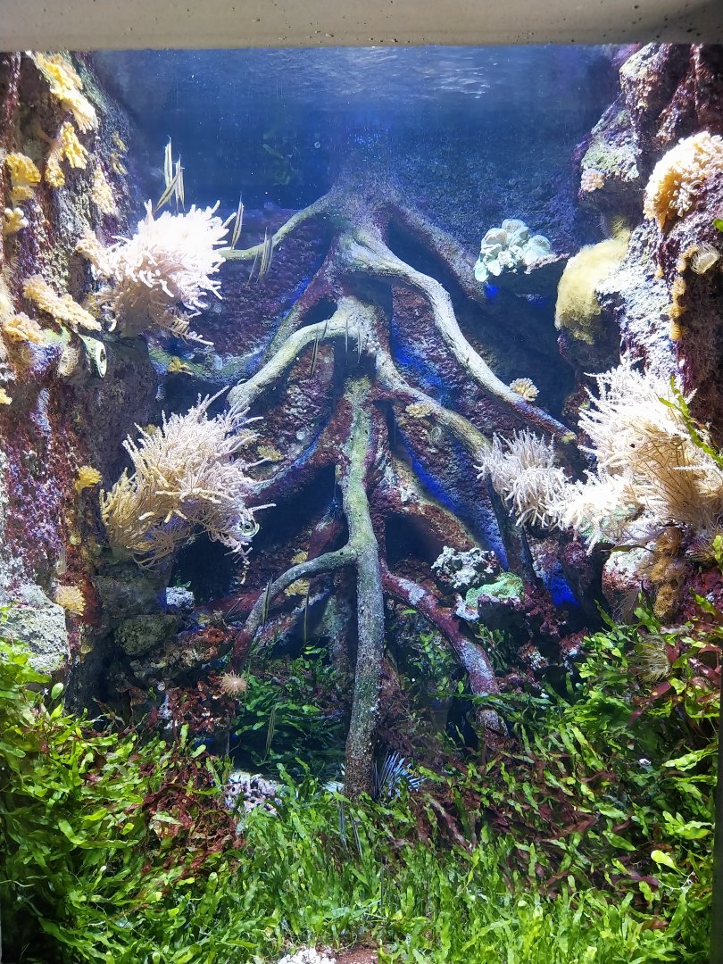 Aquarim - Razor-fish aquarium