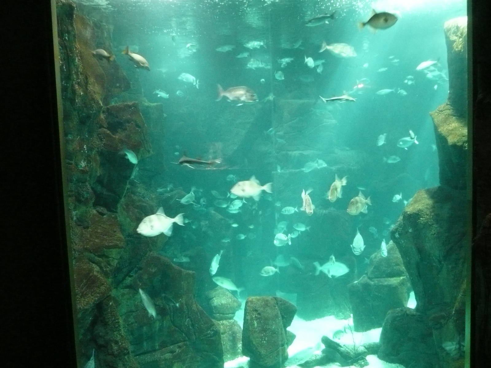 Aquario de Madeira , Port Moniz
