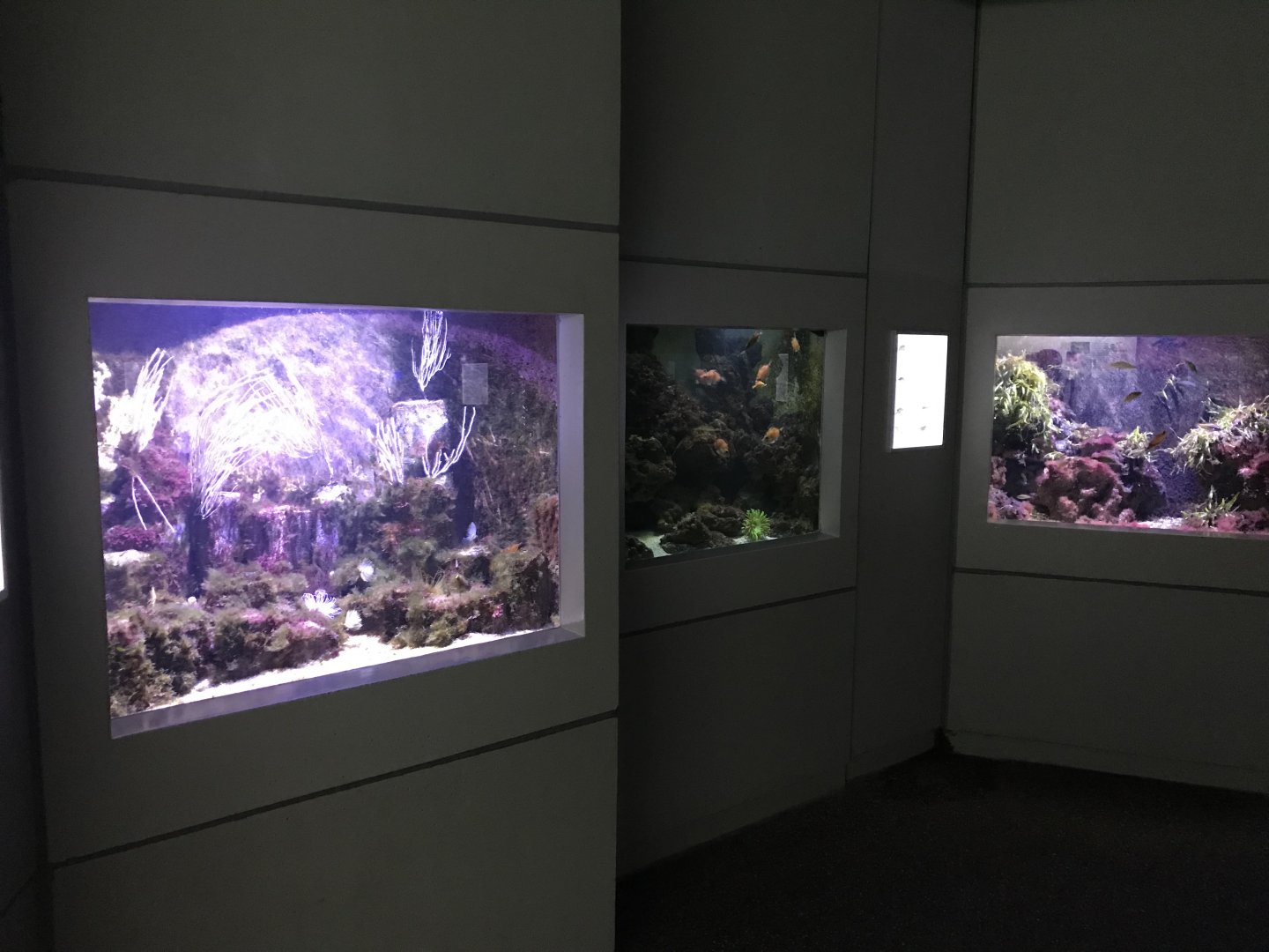 Aquarium 011218
