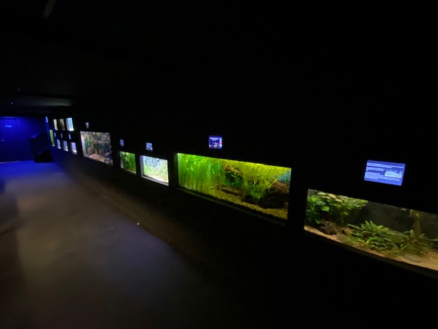 Aquarium 051122