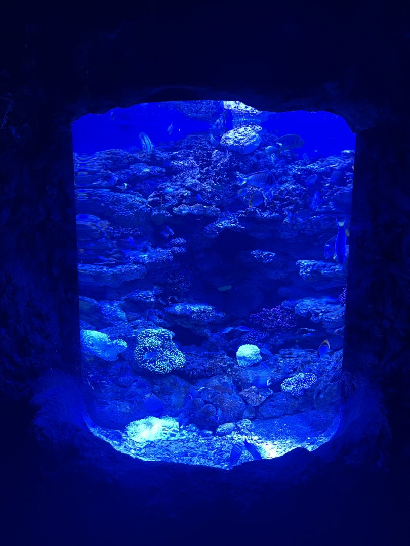 aquarium 1 - BX Sea