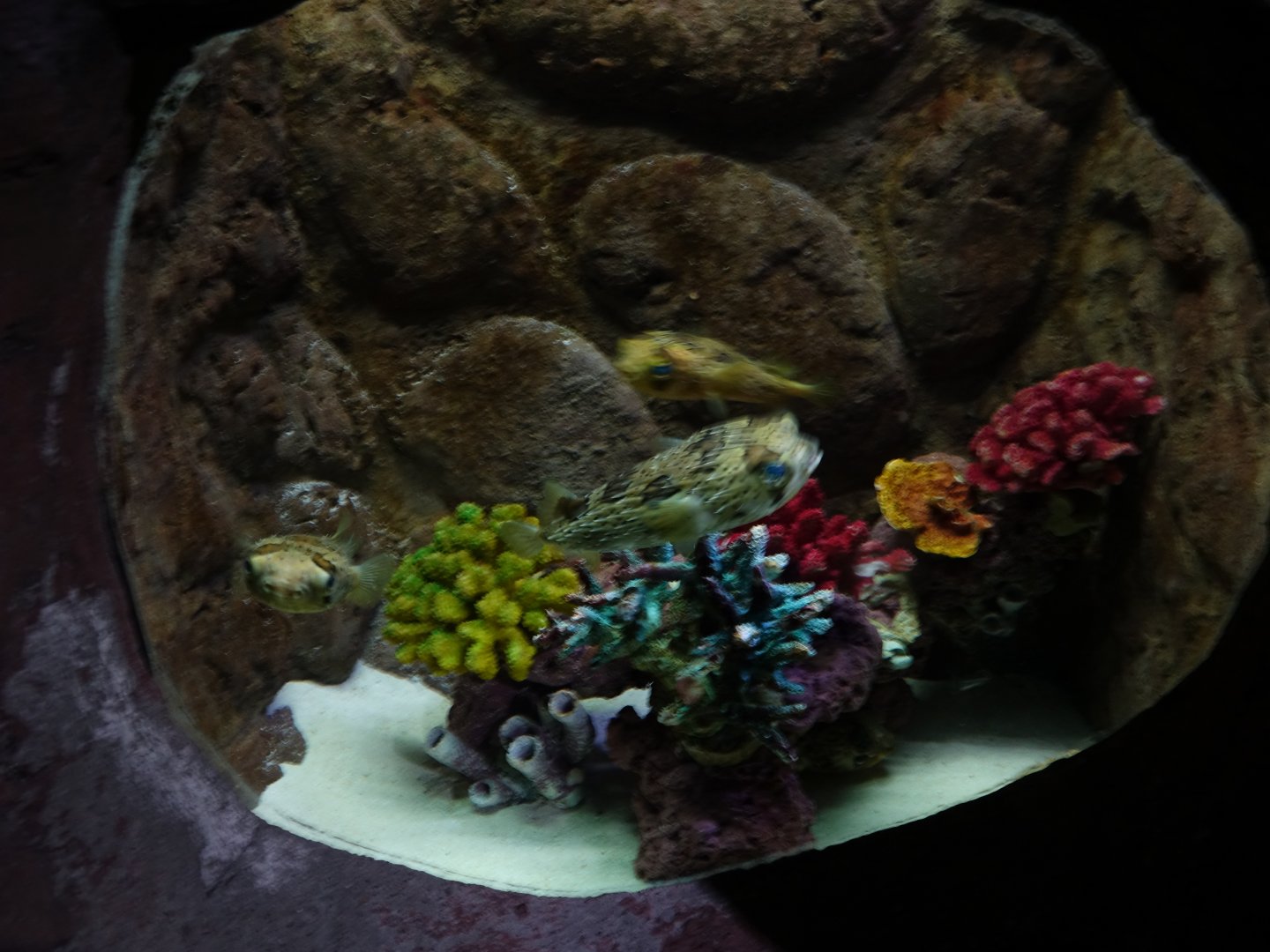 aquarium - 16.04.2018