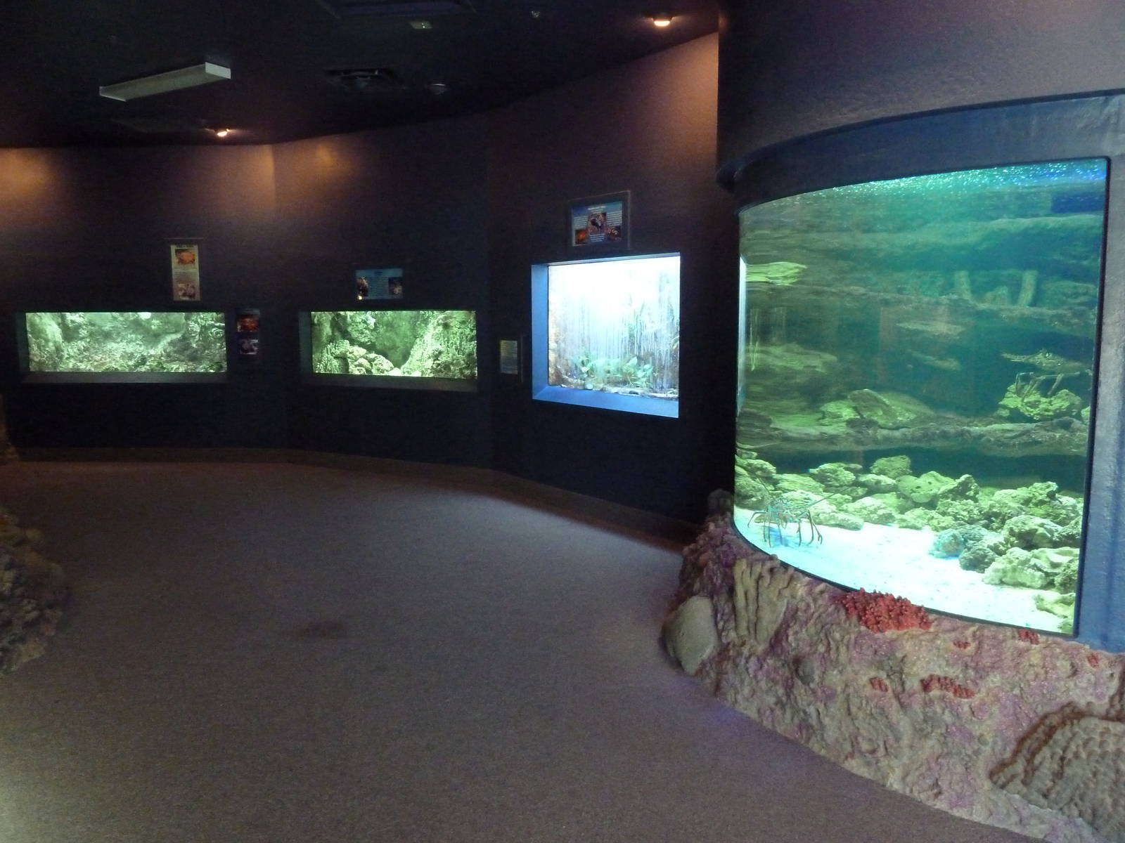 Aquarium #2 - The Wild + The Wonderful