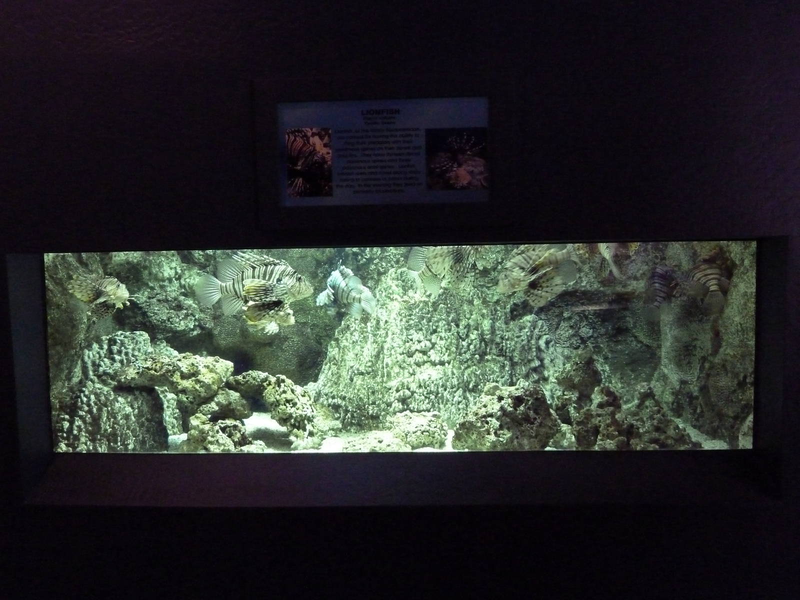 Aquarium #2 - The Wild + The Wonderful