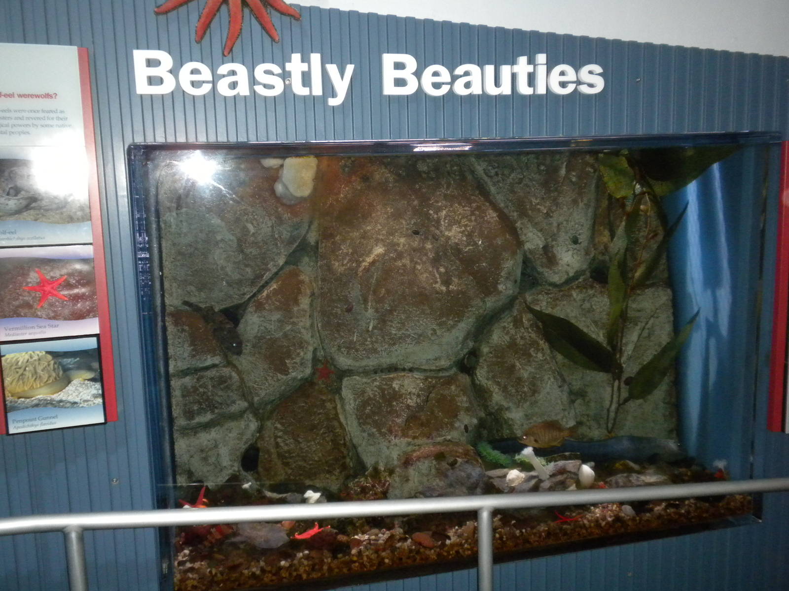 Aquarium 2010 - Beastly Beauties