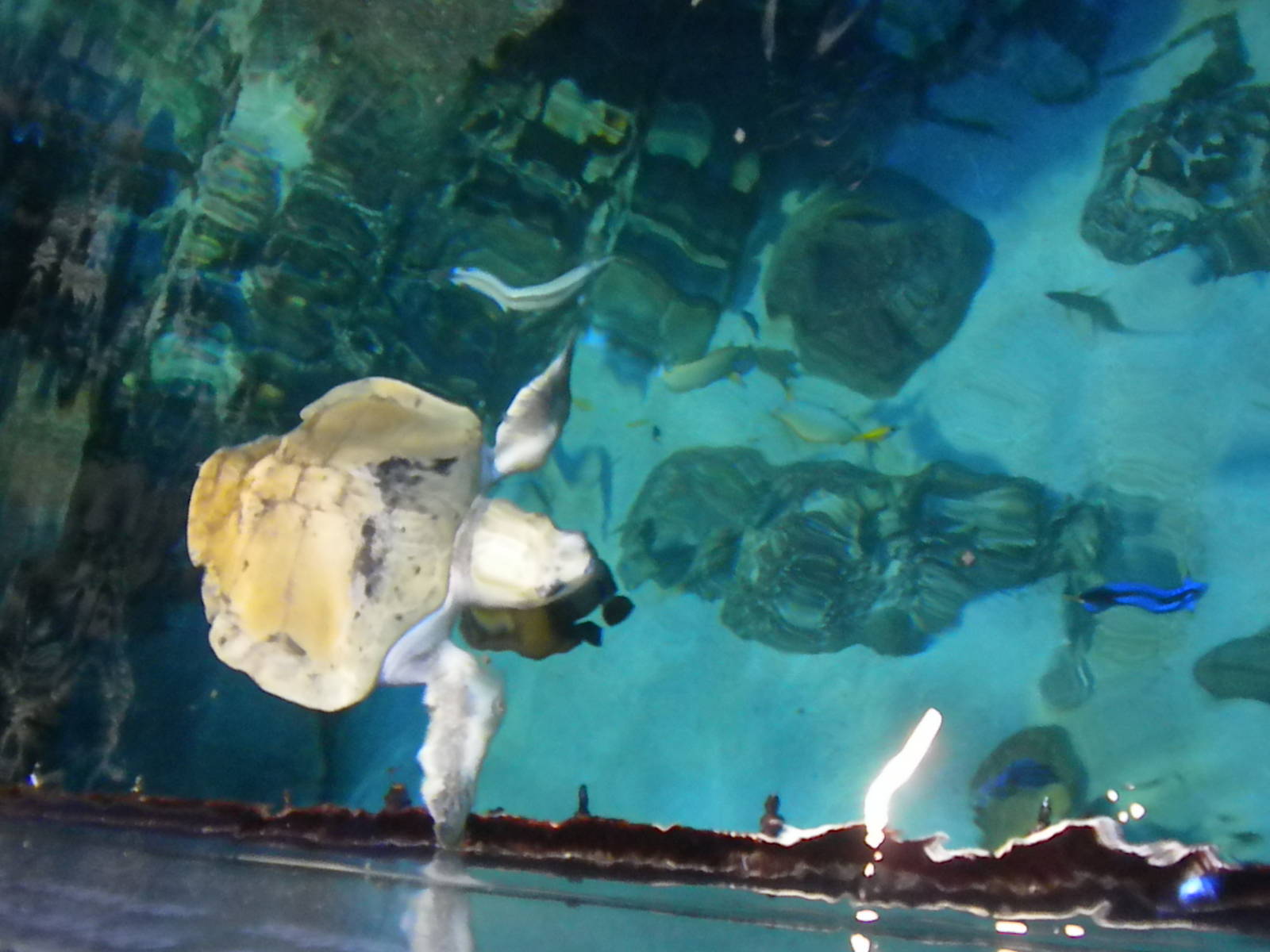 Aquarium 2010 - Carribean reef