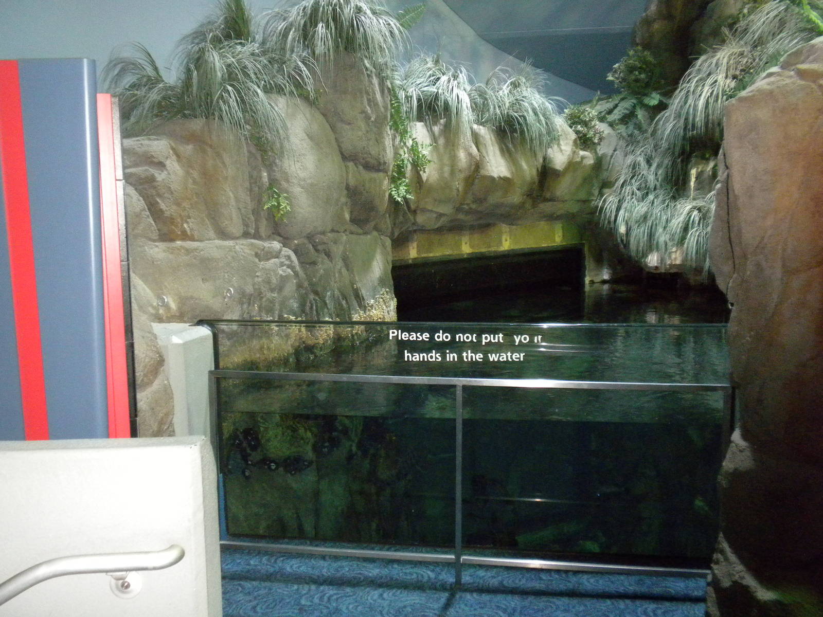 Aquarium 2010 - North Pacific tank