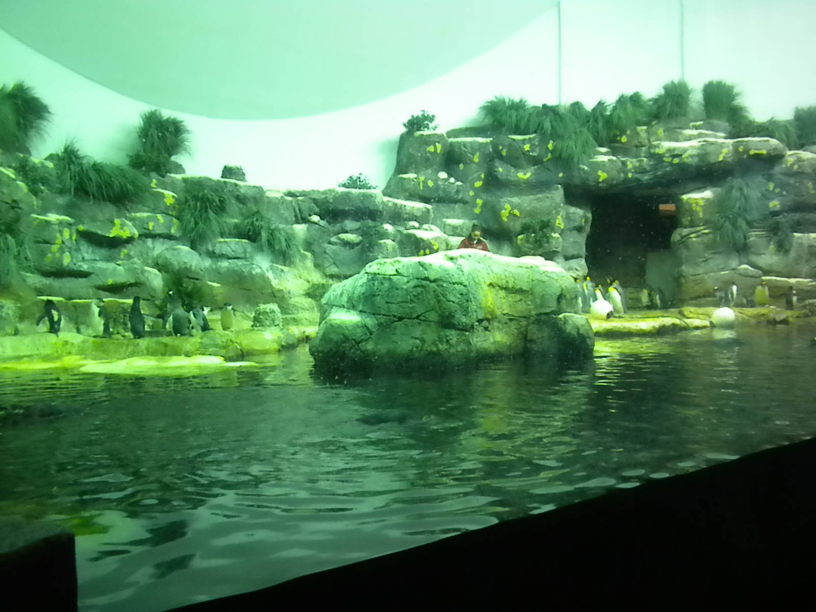 Aquarium 2010 - Penguins