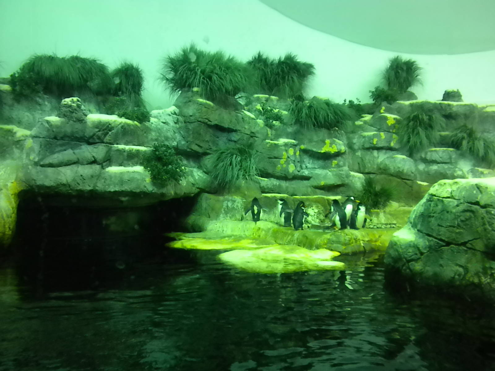 Aquarium 2010 - Penguins