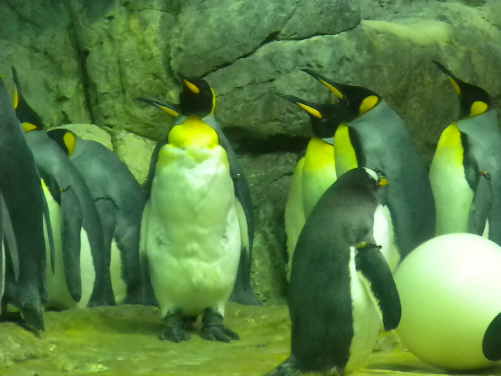 Aquarium 2010 - Penguins