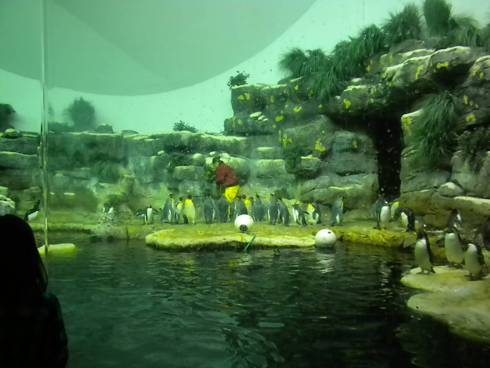 Aquarium 2010 - Penguins