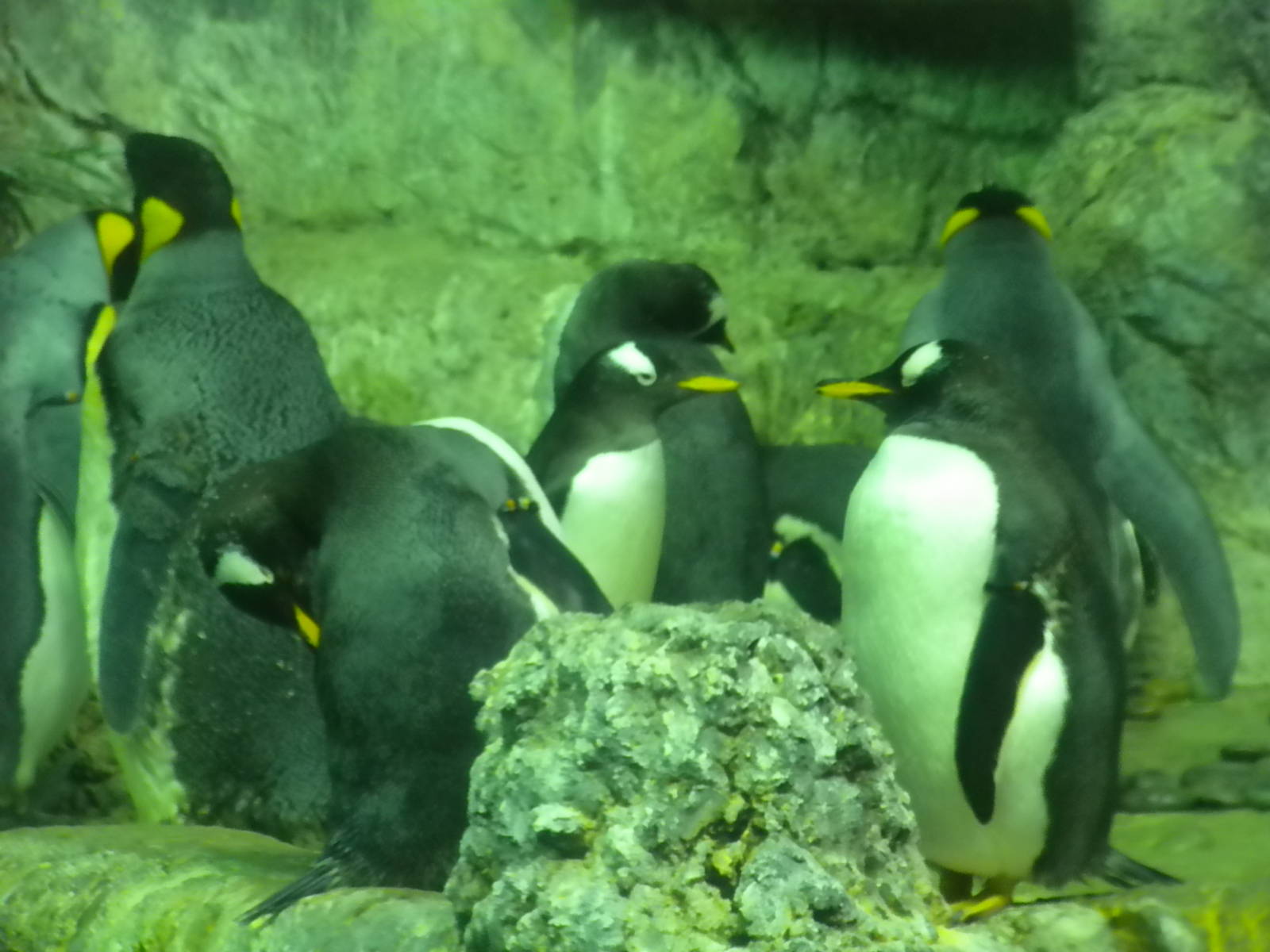 Aquarium 2010 - Penguins