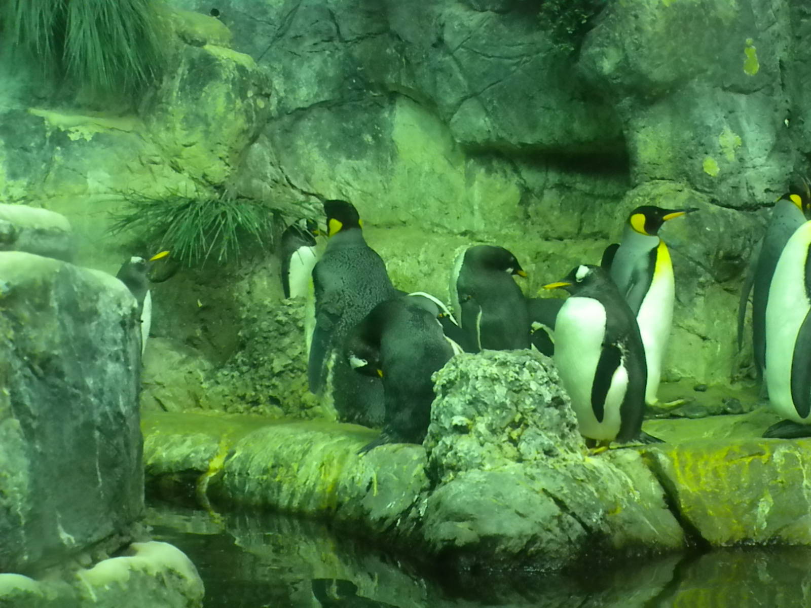 Aquarium 2010 - Penguins