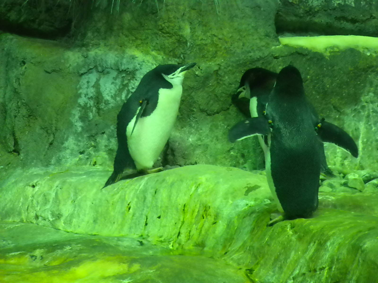 Aquarium 2010 - Penguins