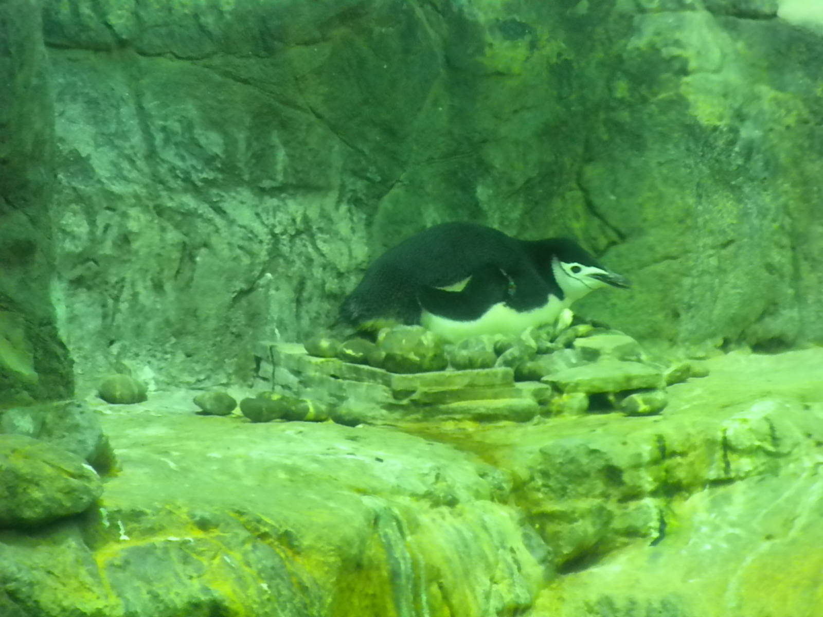 Aquarium 2010 - Penguins