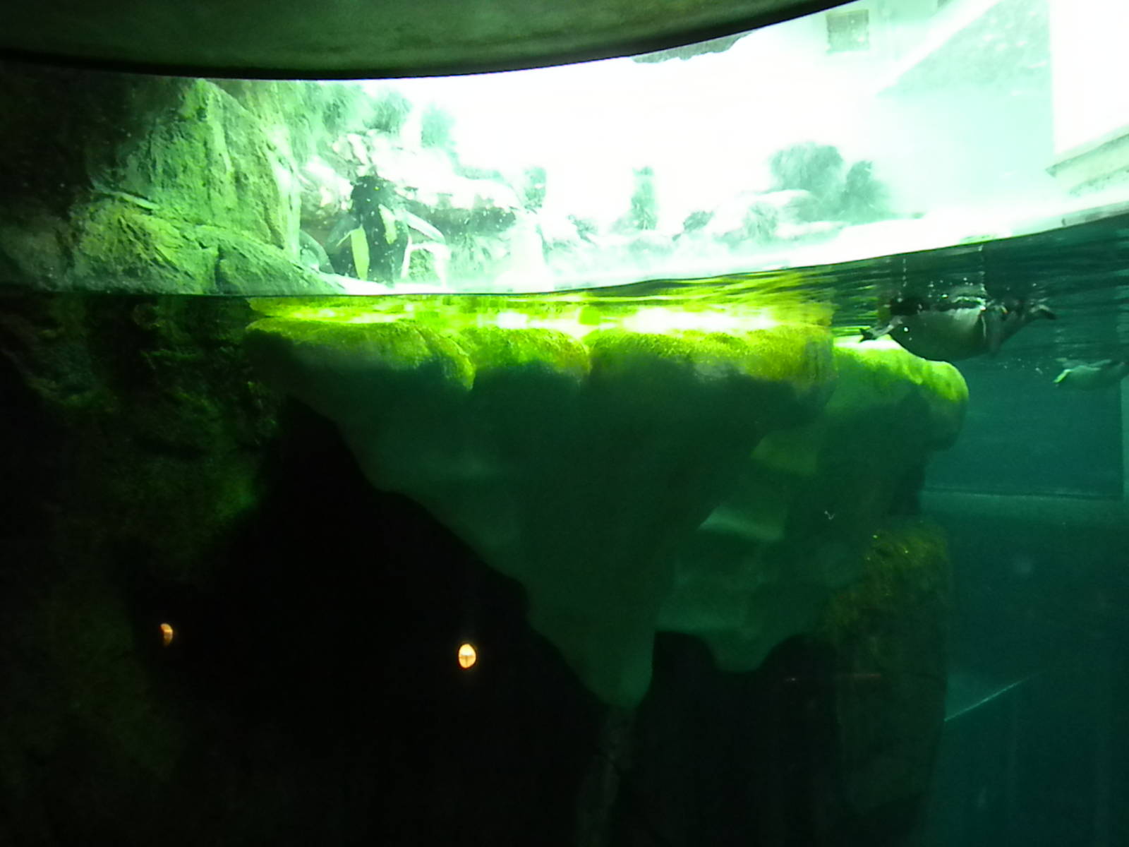 Aquarium 2010 - Penguins