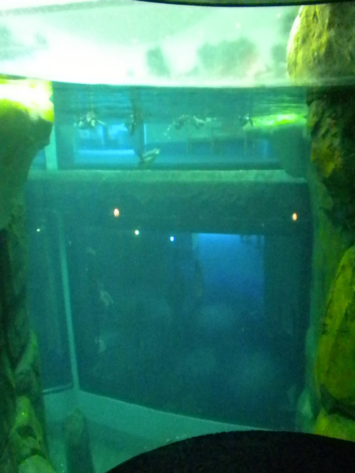 Aquarium 2010 - Penguins