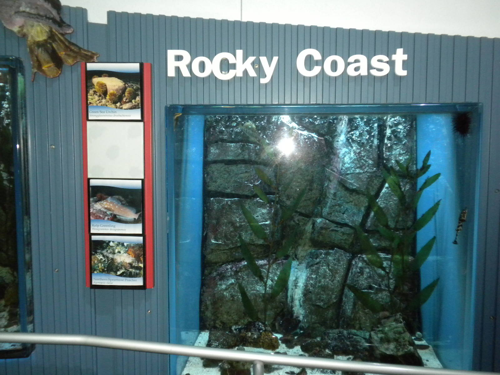 Aquarium 2010 - Rocky Coast