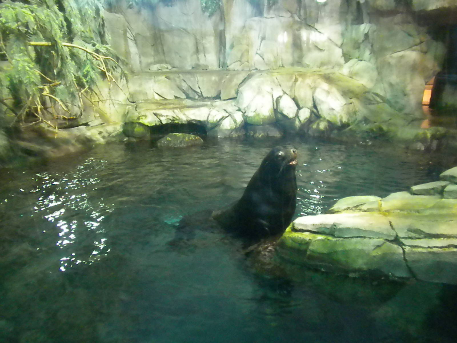 Aquarium 2010 - Sea Lion