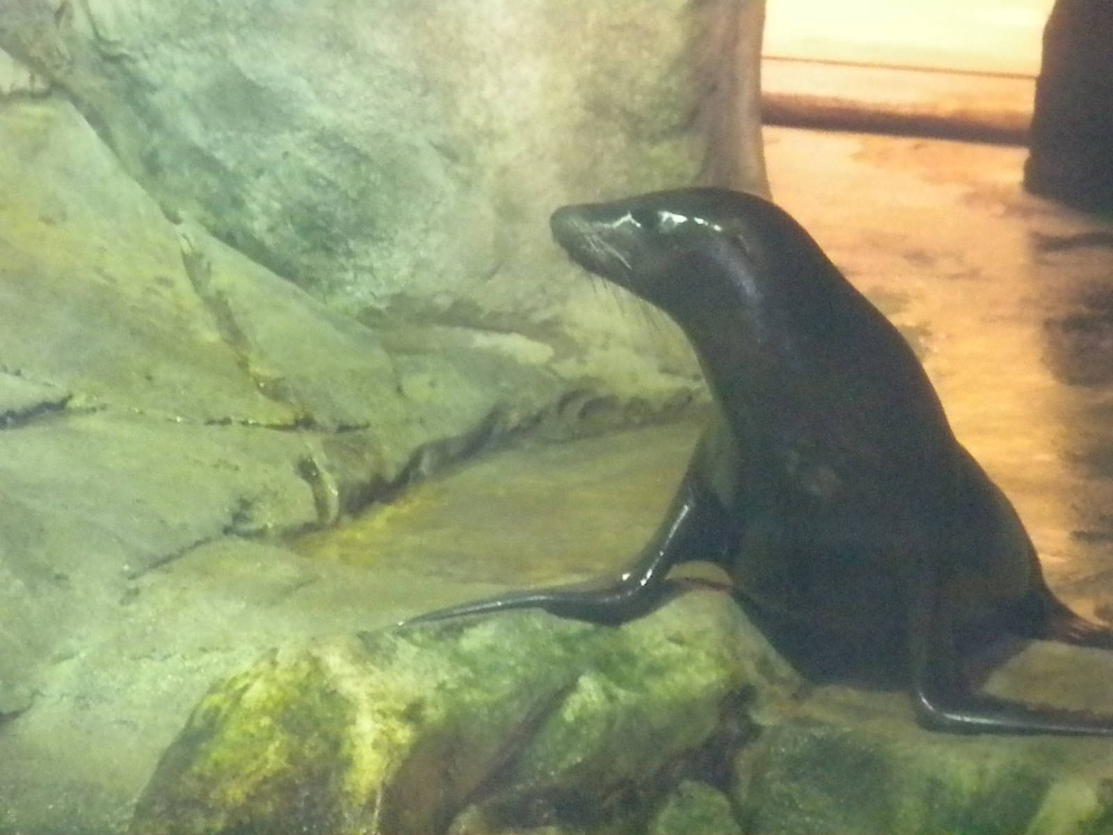 Aquarium 2010 - Sea Lion