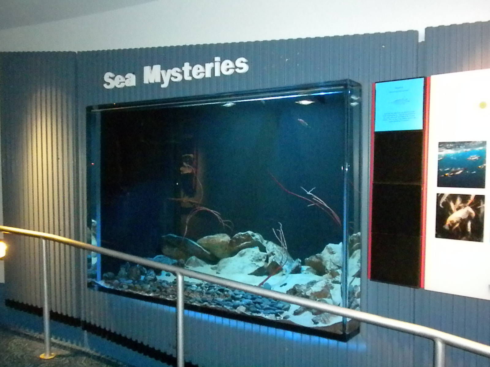Aquarium 2010 - Sea mysteries