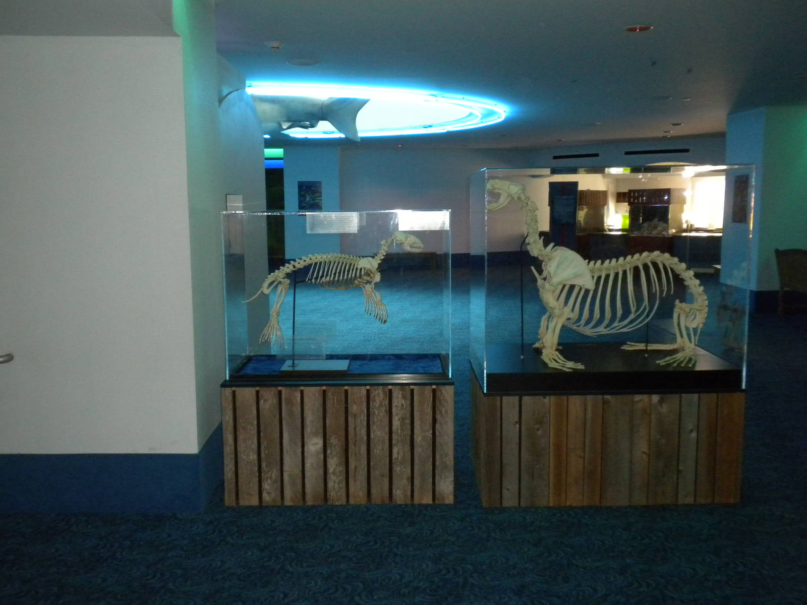 Aquarium 2010 - Seal versus Sea Lion